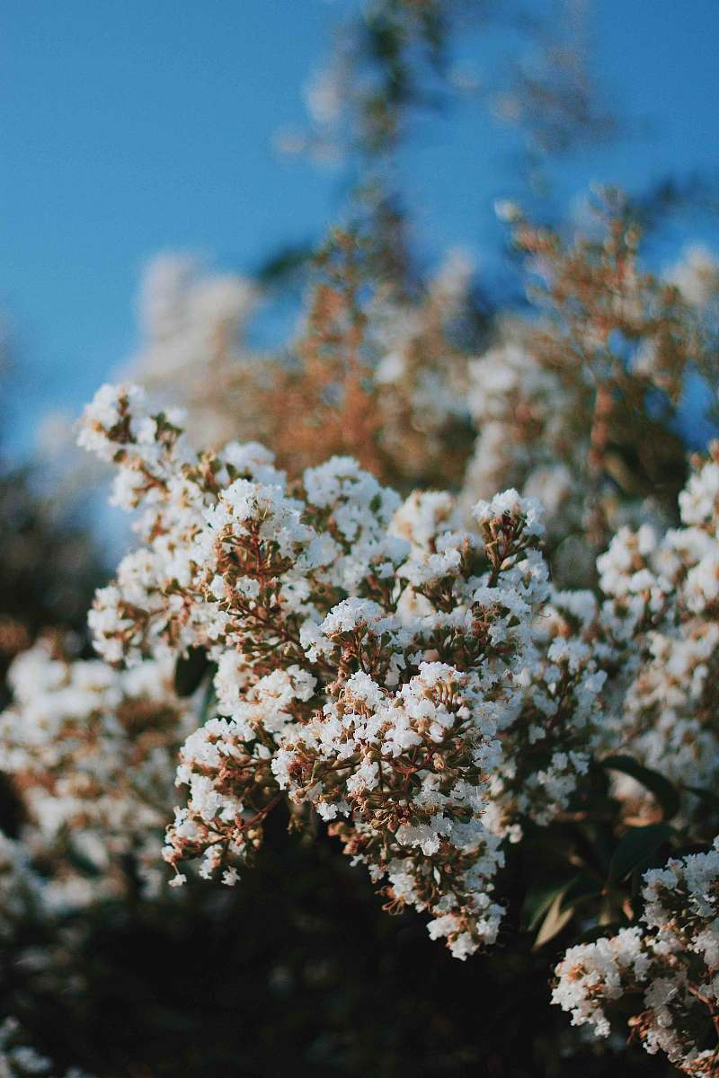 human white flowering tree cherry blossom