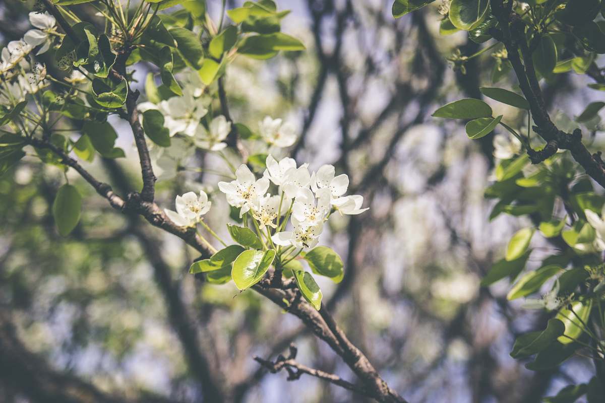 flora white flowers blossom