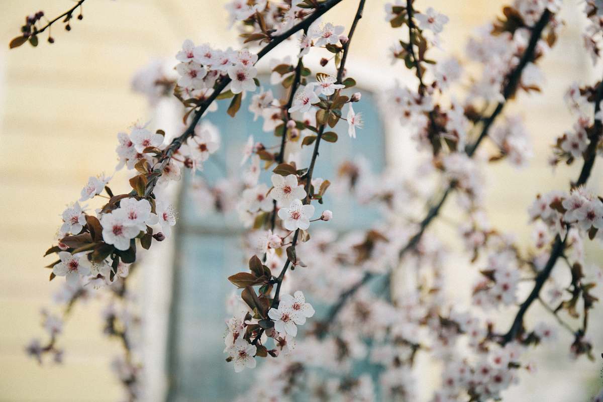flowers white flowers blossoms