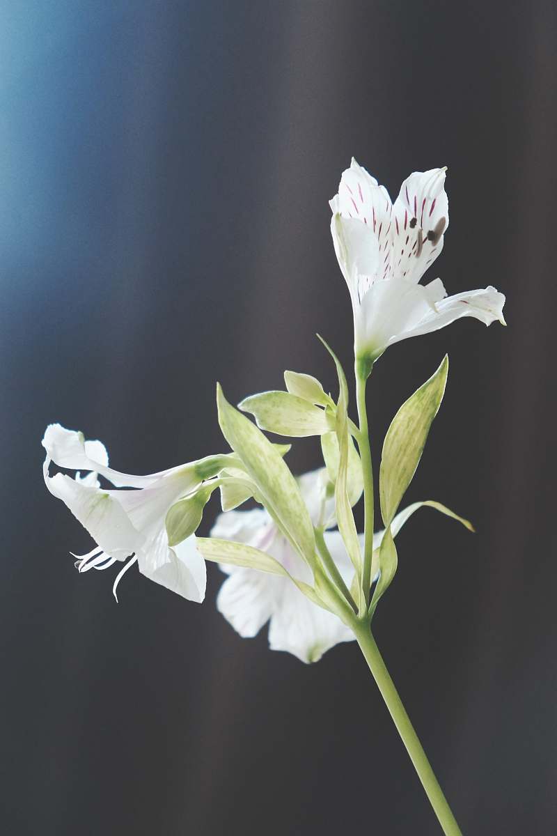 flora white flowers in macro shot blossom