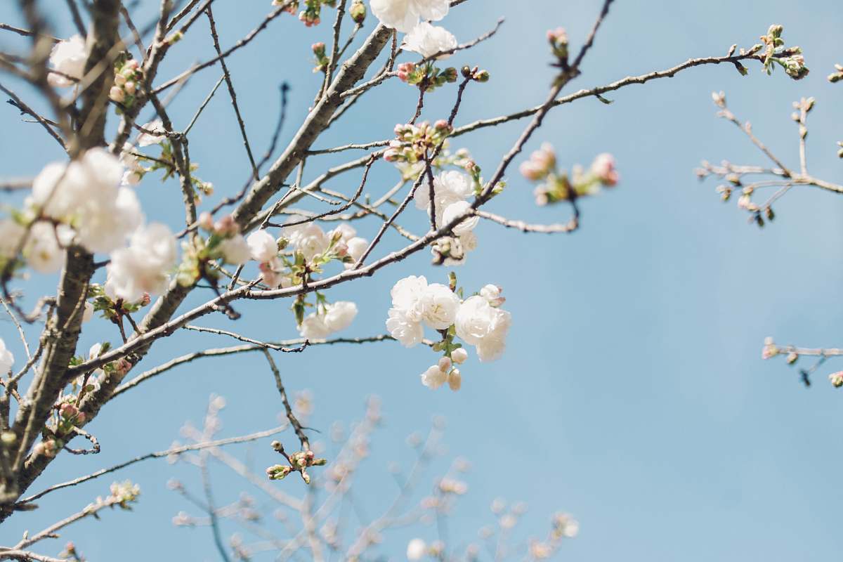 plant white flowers in tree branch during daytime blossom