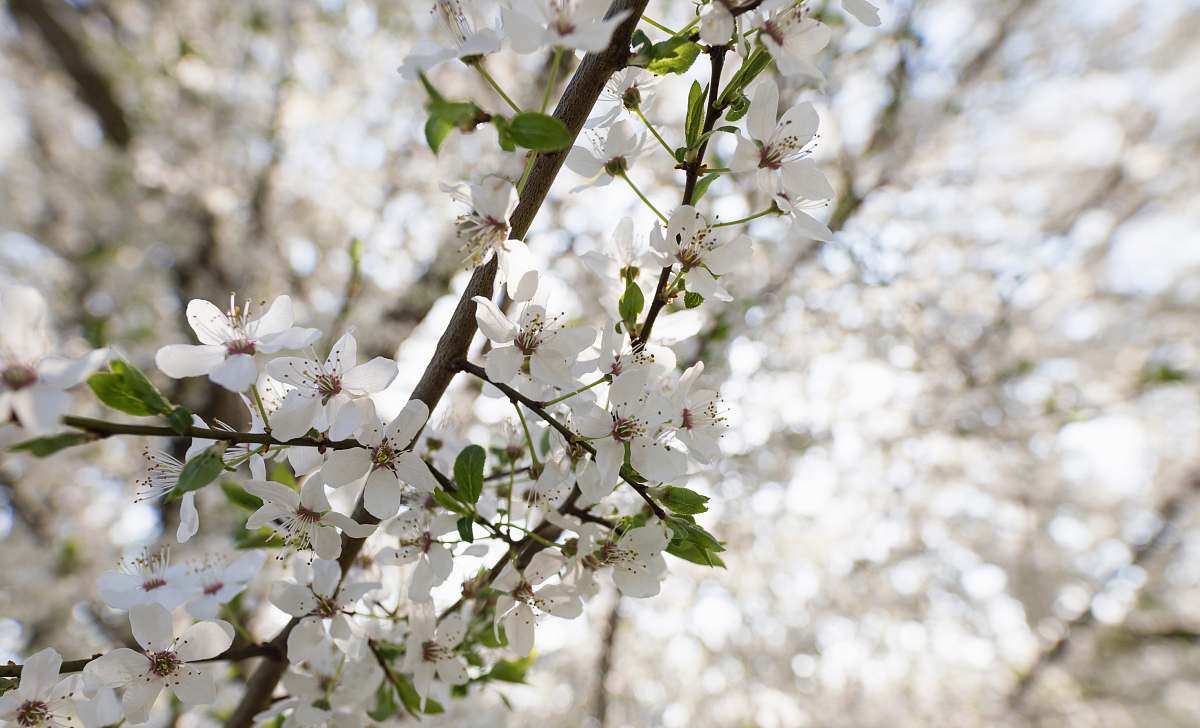 blossom white flowers in tree branch in tilt shift photography plant