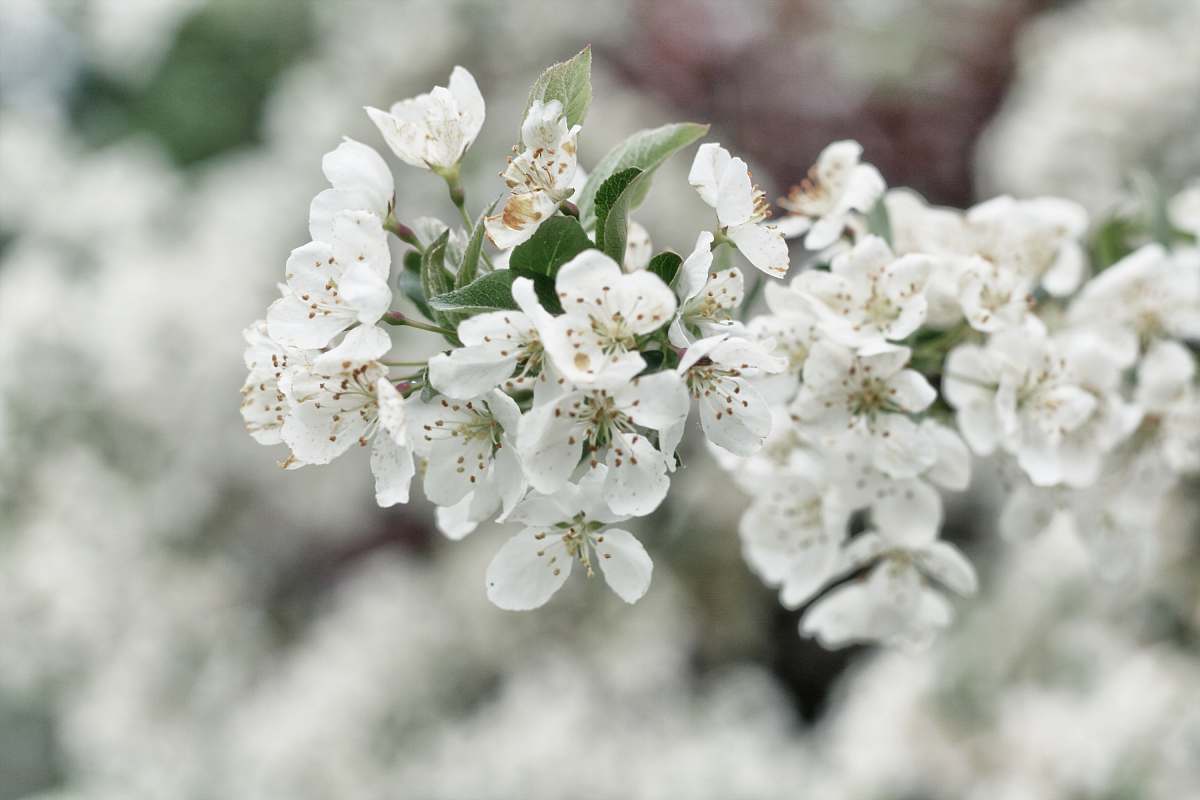 blossom white flowers shallow focus photography flora
