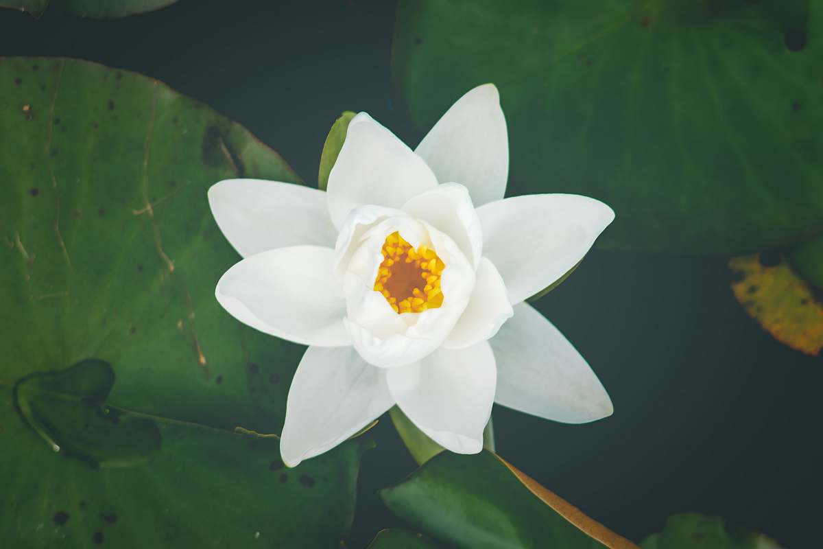 plant white lily flower selective focus photography lily