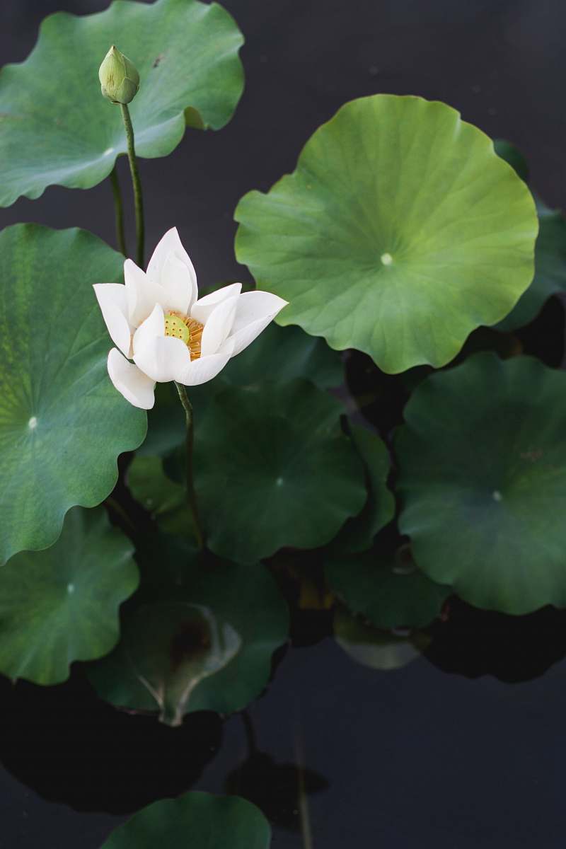 plant white lotus flower nature