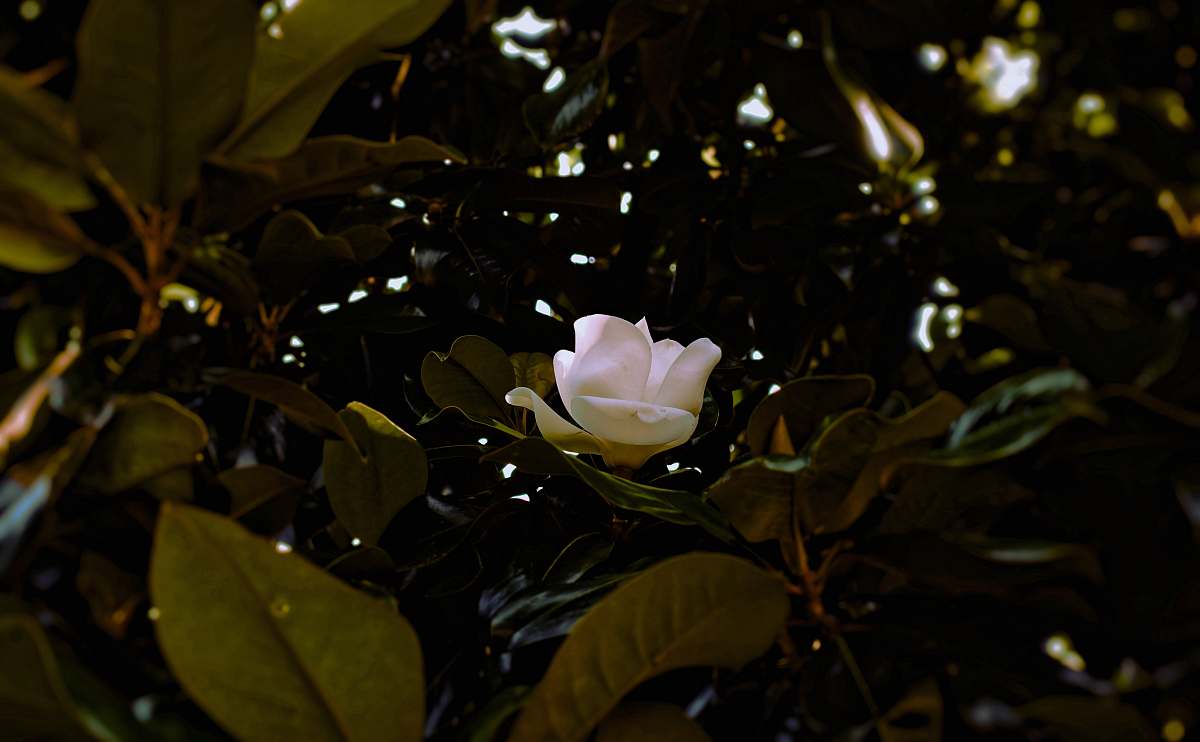 blossom white magnolia flower plant