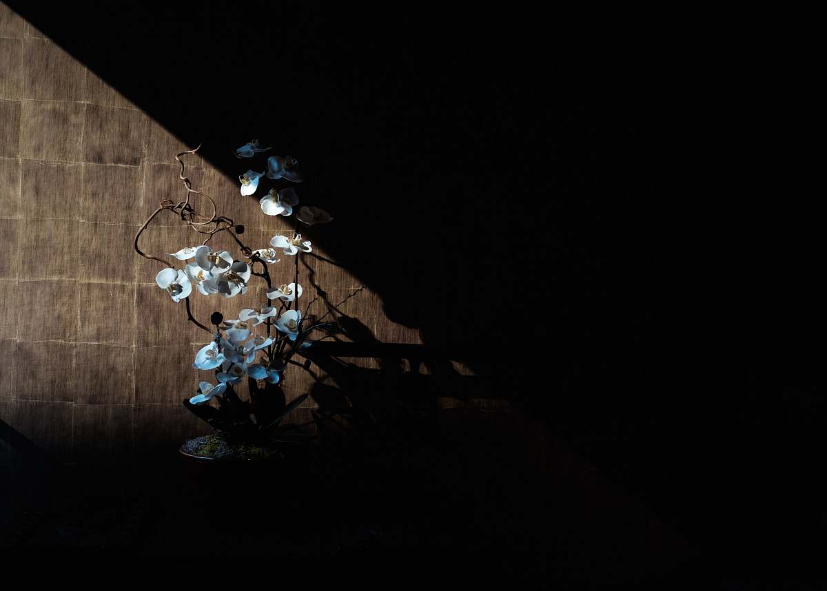 orchid white moth orchid on brown panel light