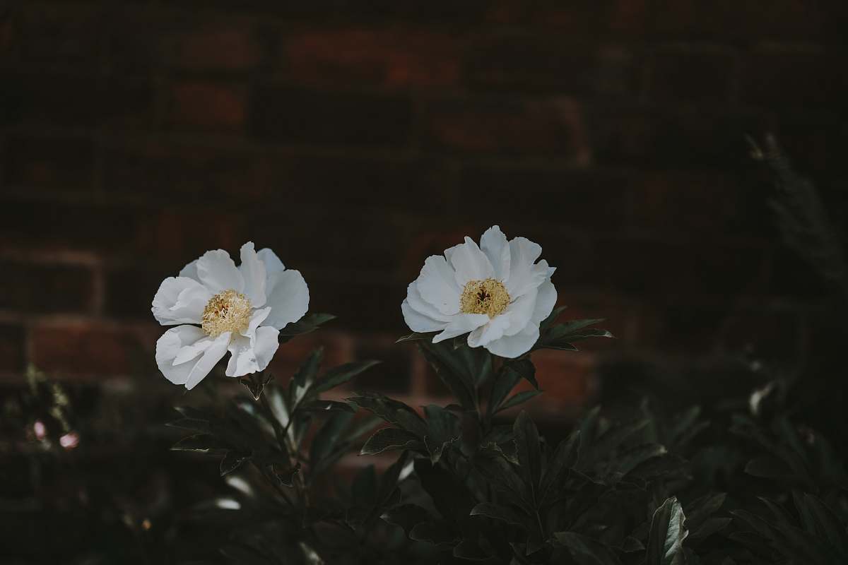 cosmos white peonies in bloom close-up photo grey