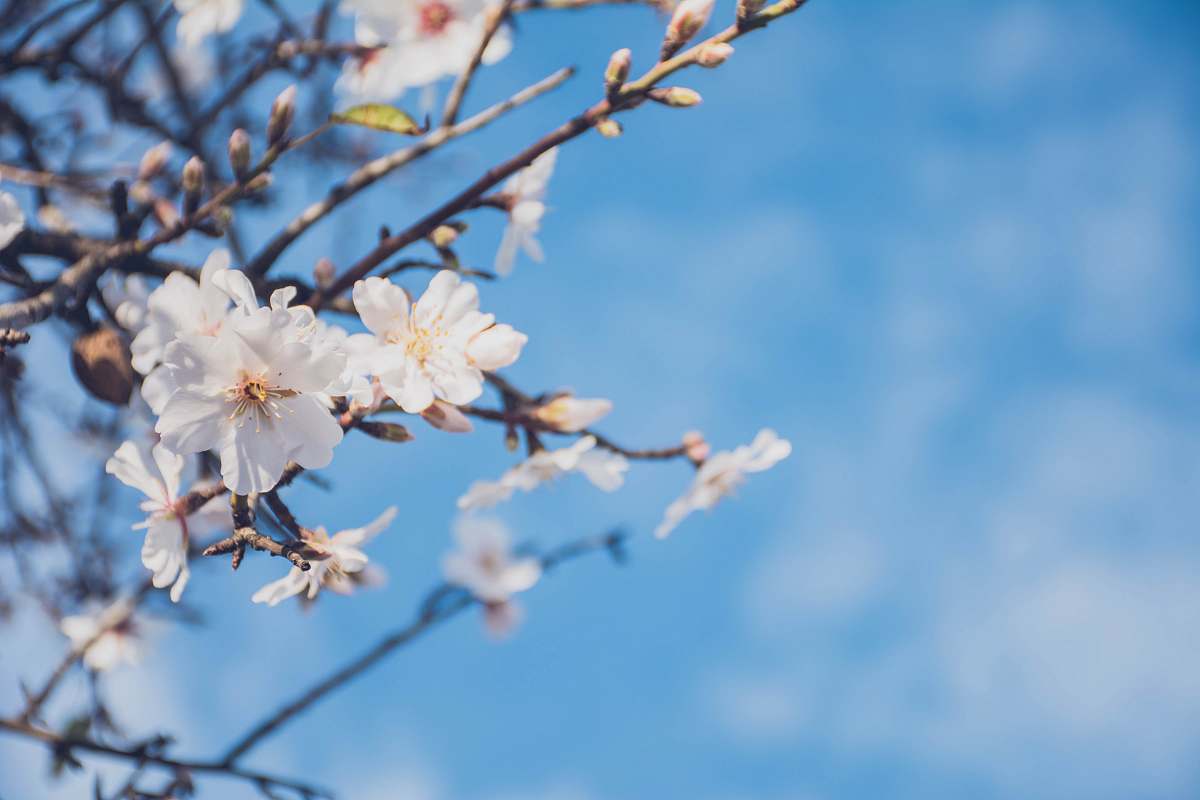 blossom white petal flowers shallow focus photography portugal