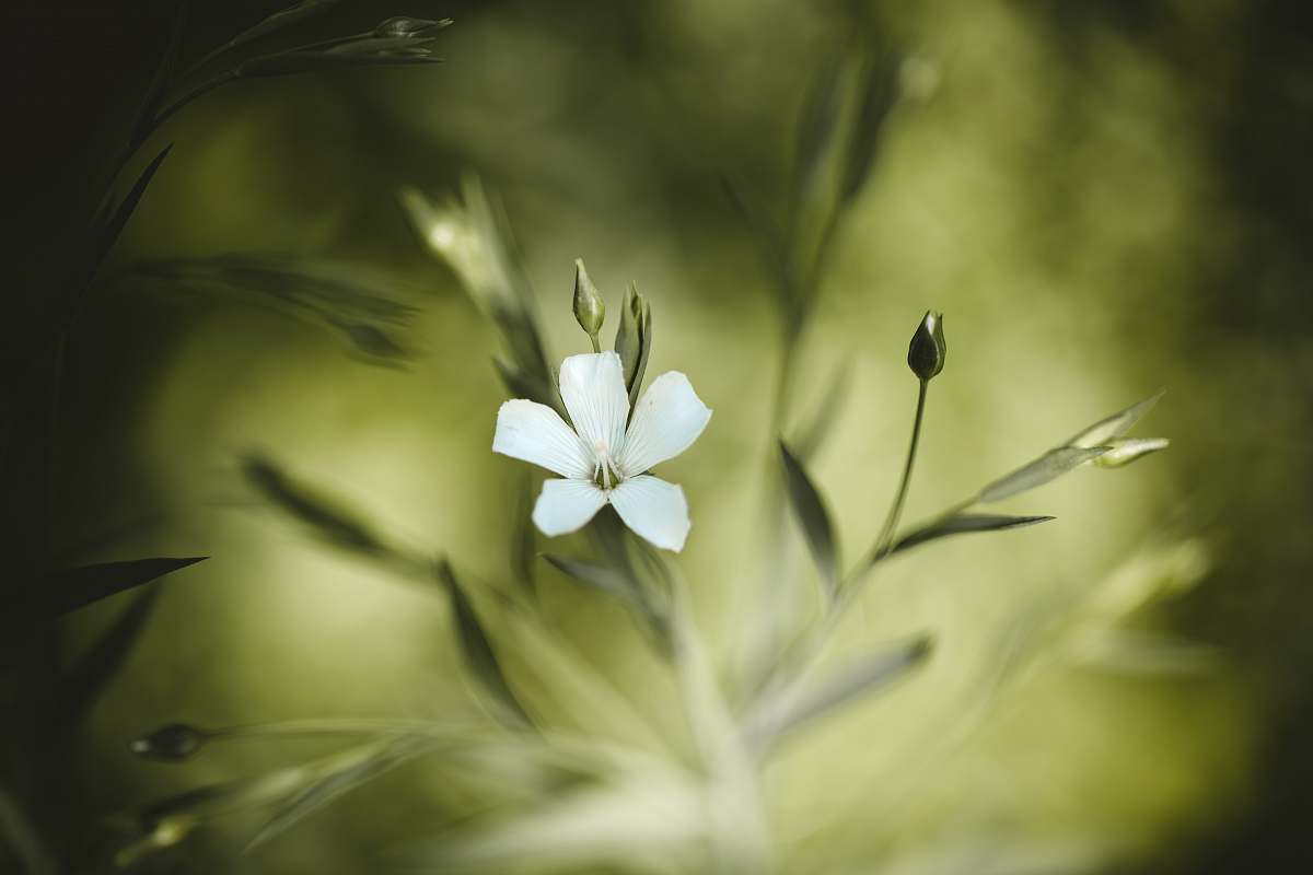 blossom white petaled flower flax