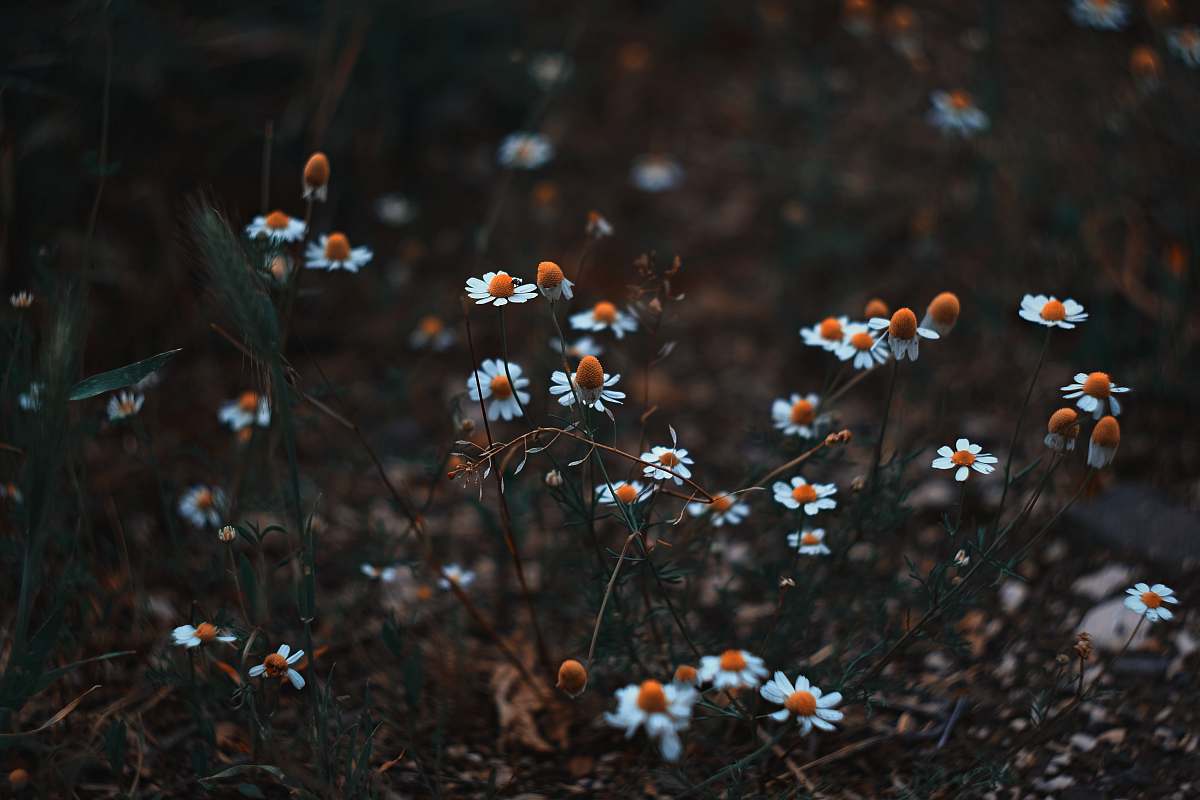 daisy white petaled flower field daisies
