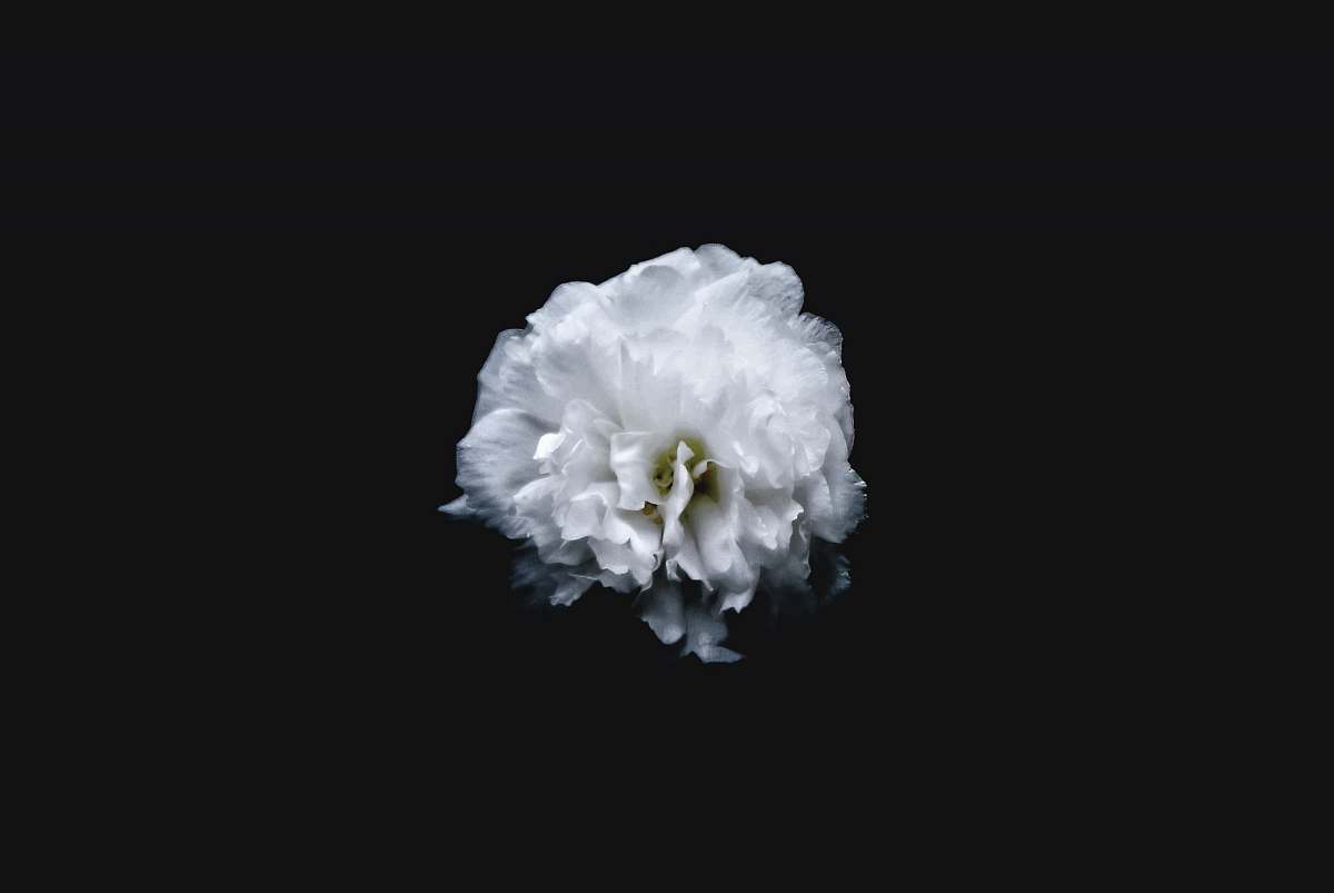 flora white petaled flower blossom