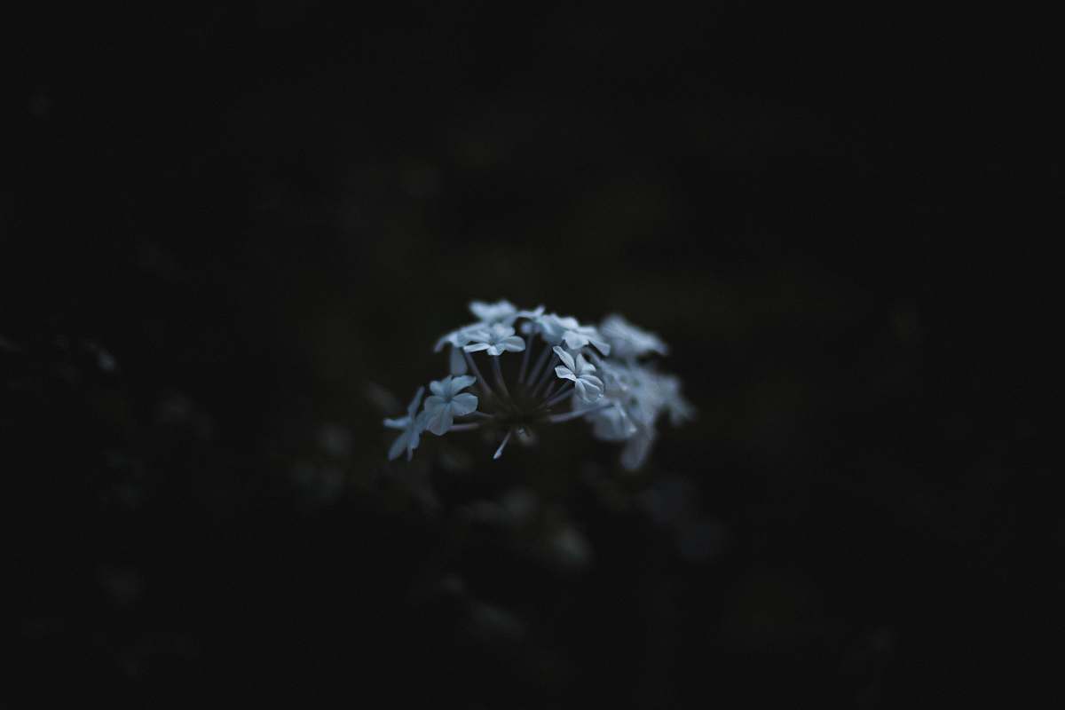 dark white petaled flower in dark room garden