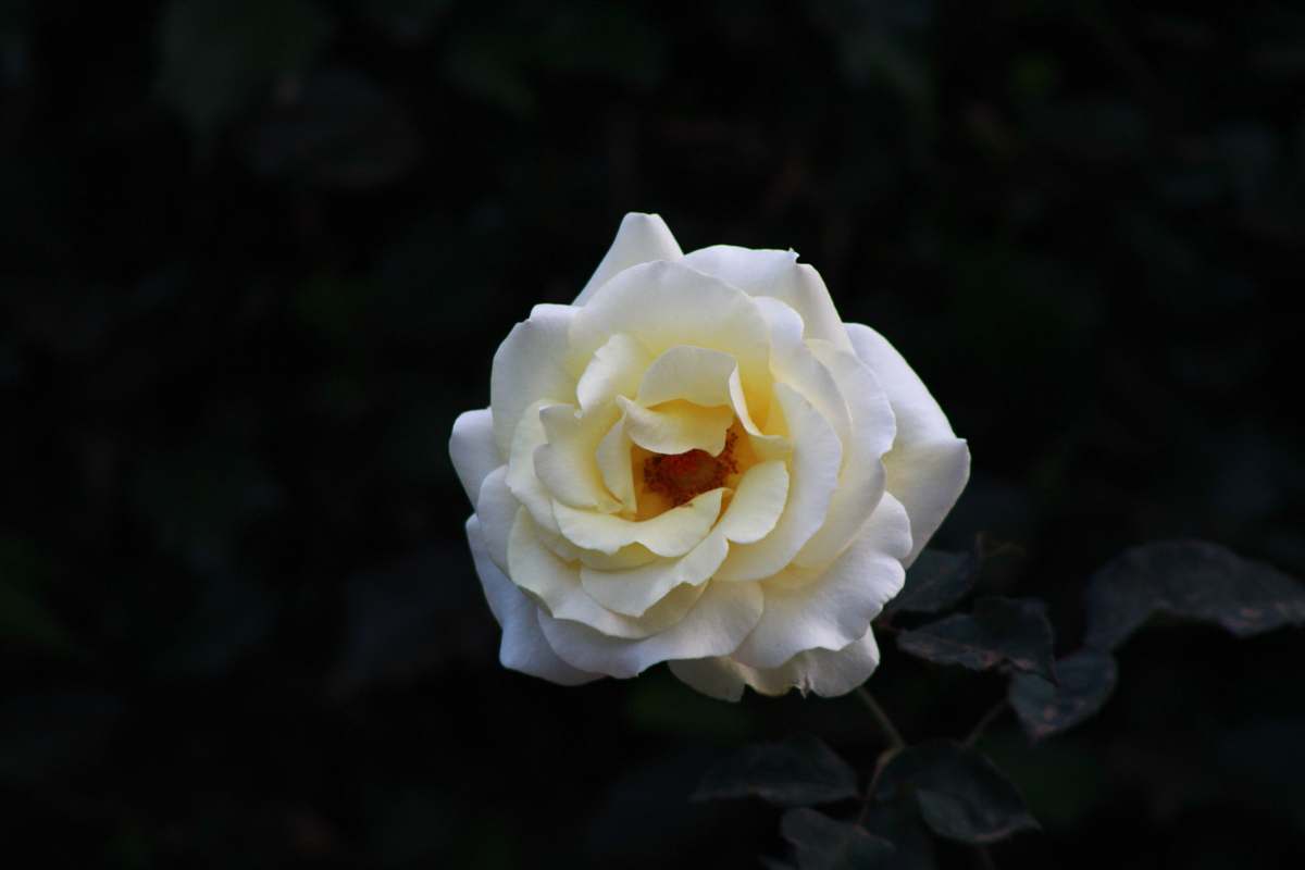 plant white petaled flower with blakc background rose