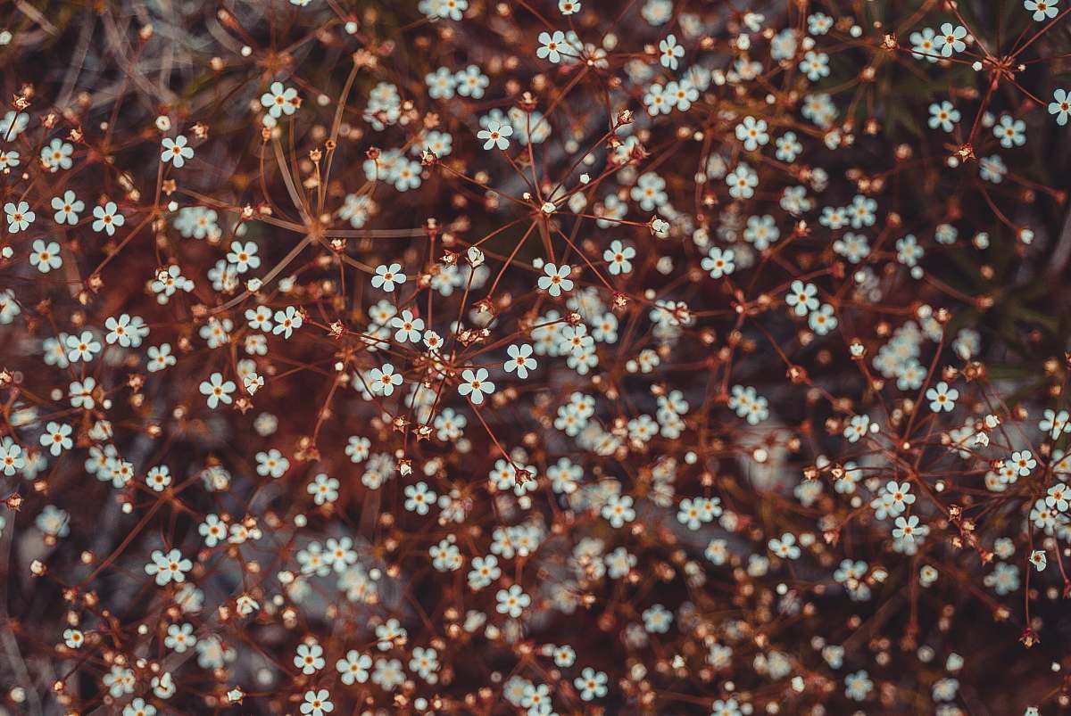 floral white petaled flowers branch
