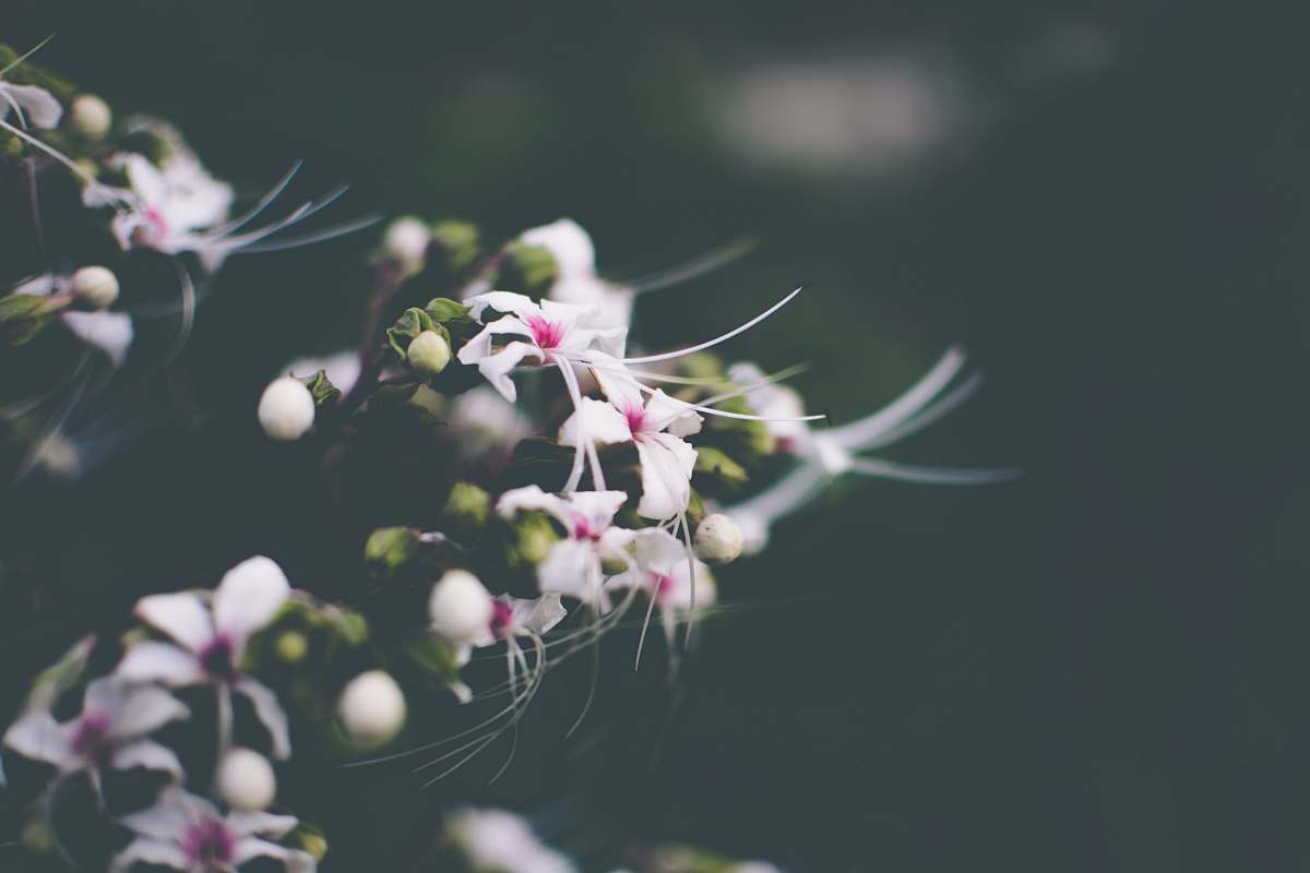 kolkata white petaled flowers in closeup photography india