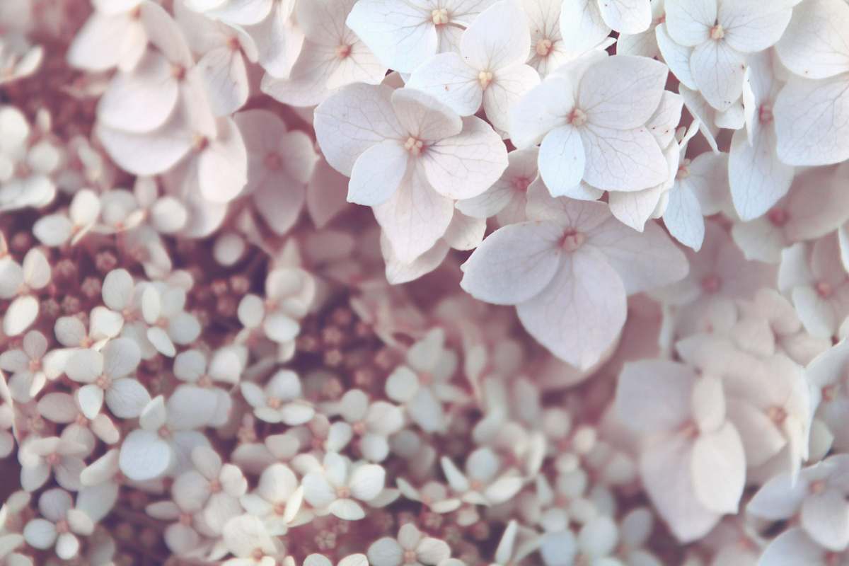 pink white petaled flowers cherry blossom