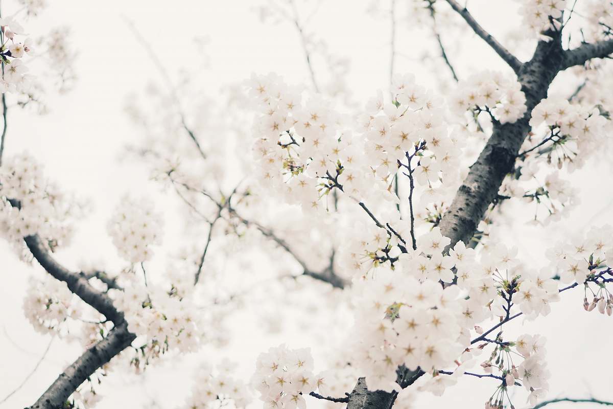 plant white plum tree photo blossom