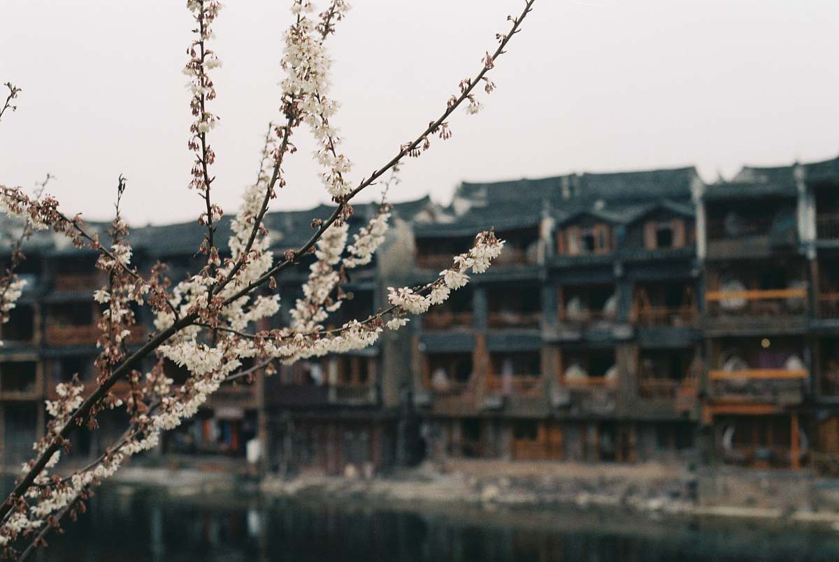 blossom white tree blossoms selective focal photo demolition