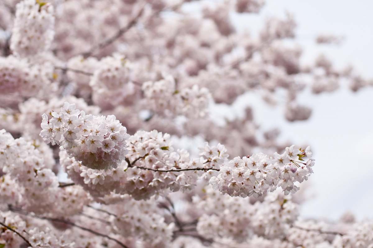 blossom white tree flowers macro shot cherry blossom