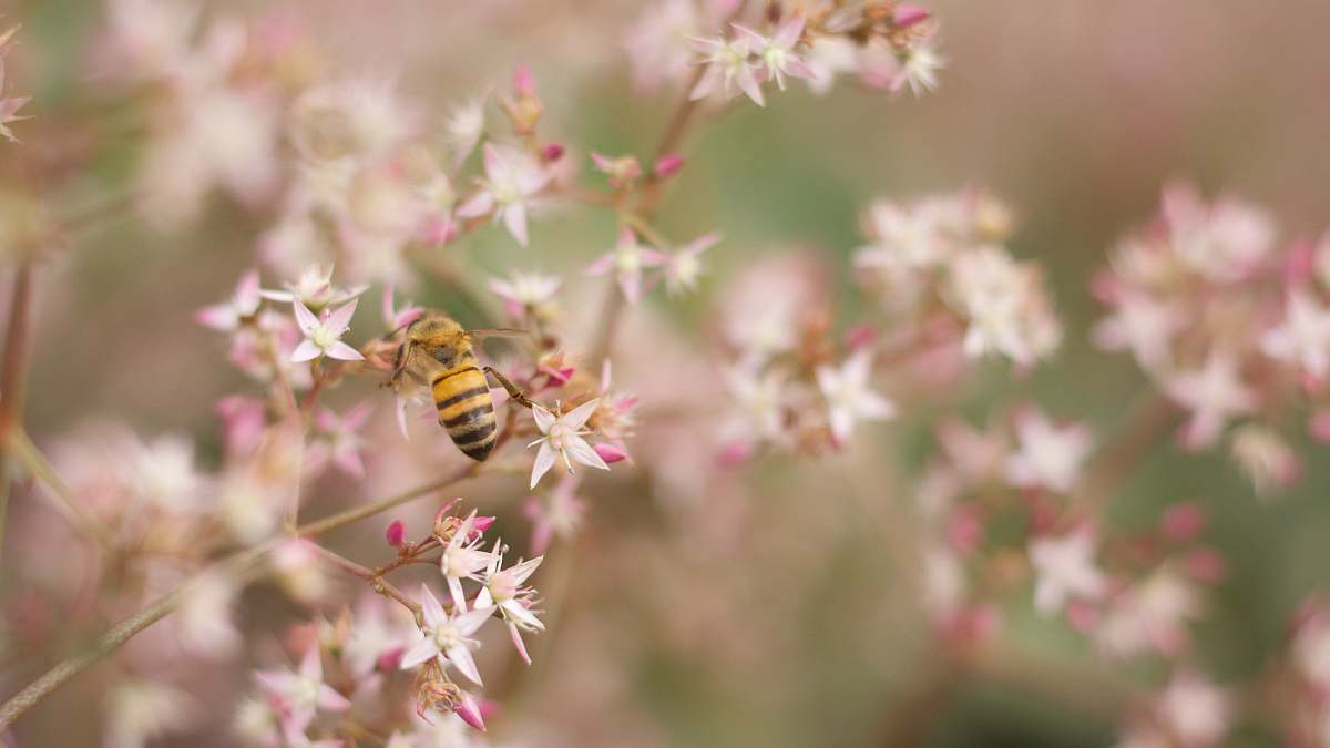 blossom yellow and black bee perched on white and pink petaled flower closeup photography bee