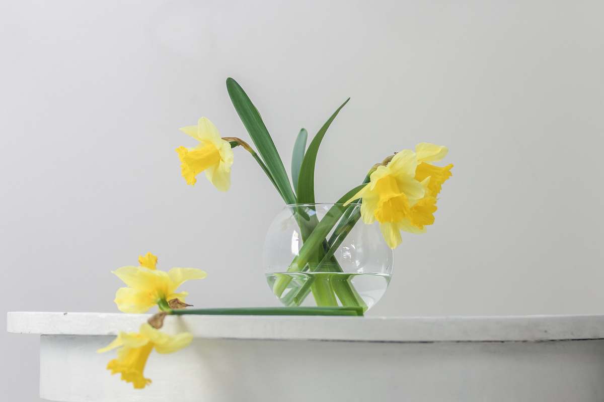 plant yellow flower inside vase beside wall blossom