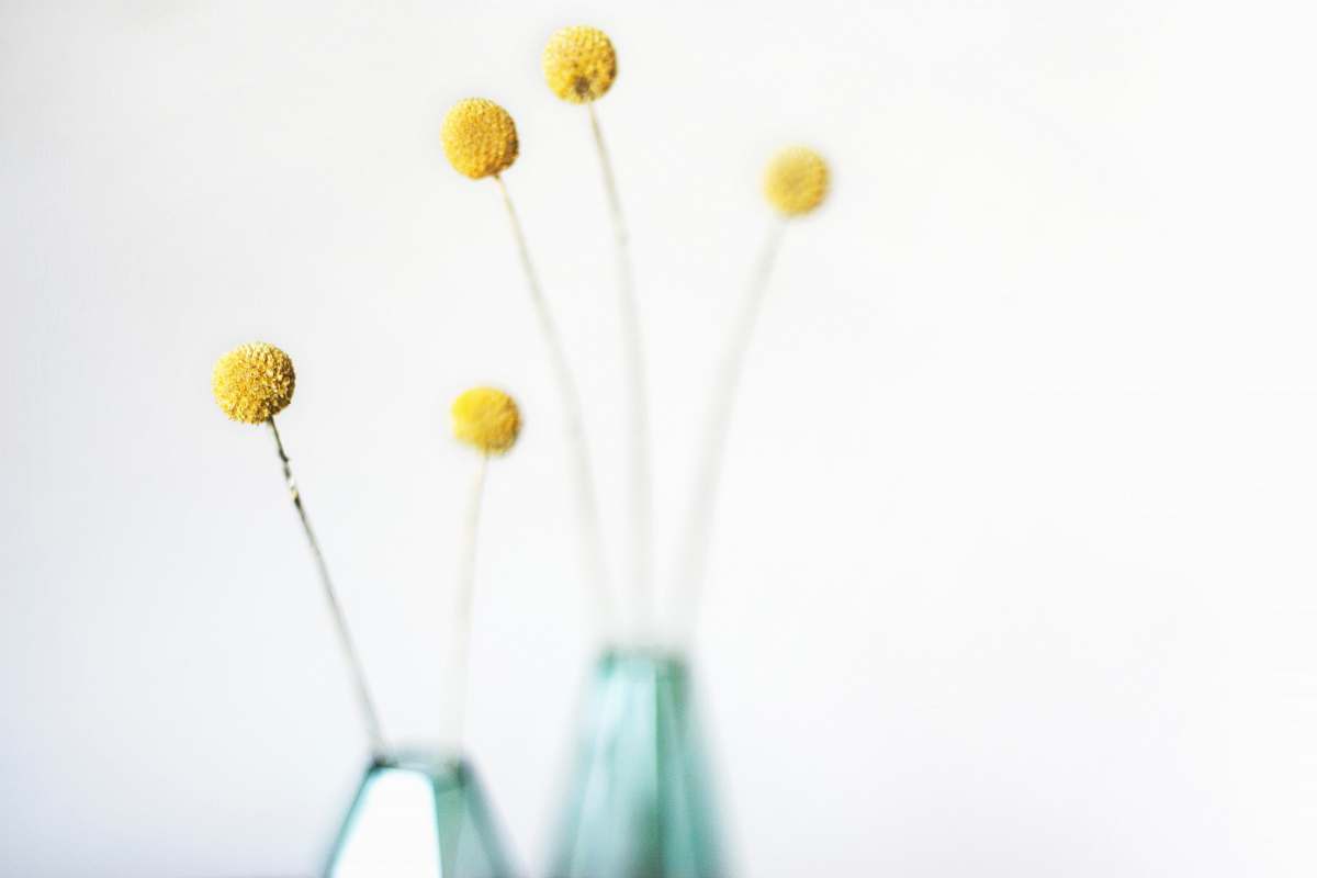 flowers yellow flower shallow photography yellow