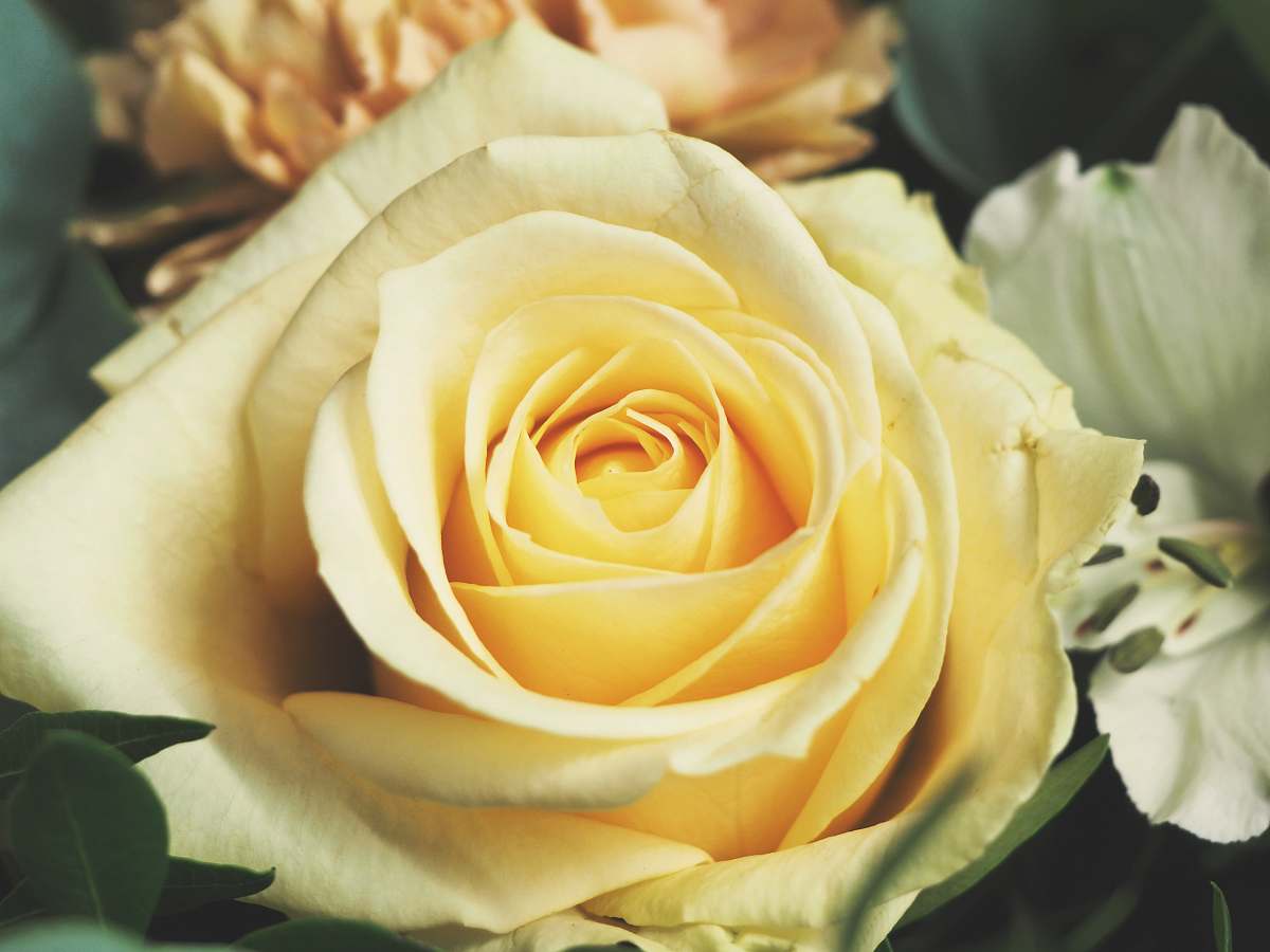 blossom yellow petaled flower rose