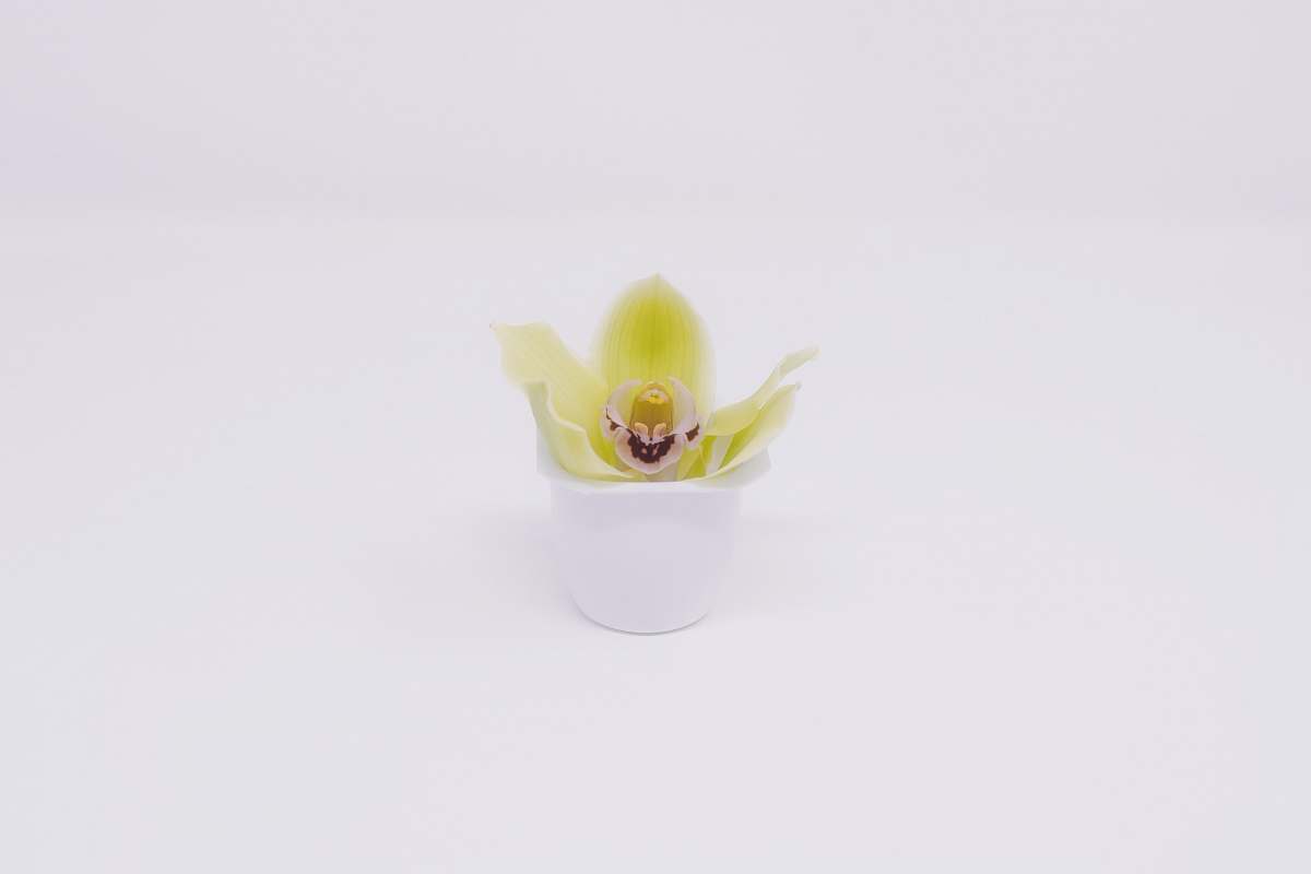 plant yellow petaled flower art