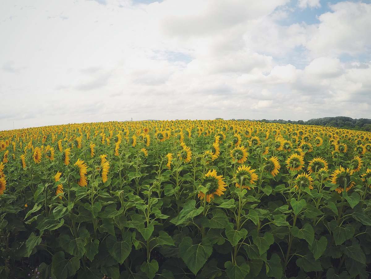 sunflower yellow sunflower in bloom plantation field