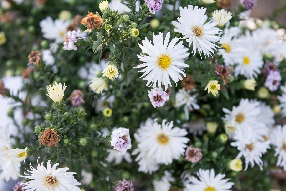 flower tilt shift lens photography of white daisies blossom