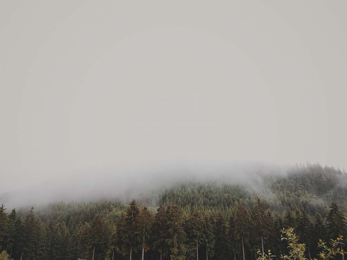 trees forest coated with fog germany