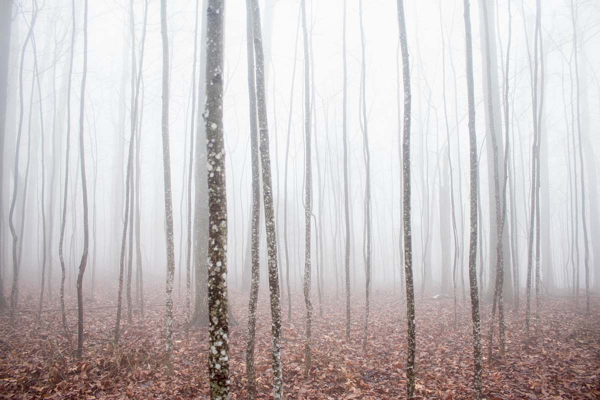 forest withered trees woods