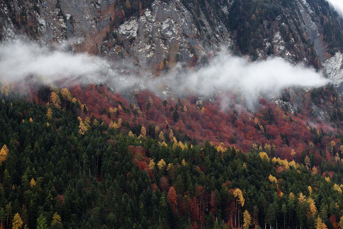 clouds green and maroon forest trees near the mountain tree