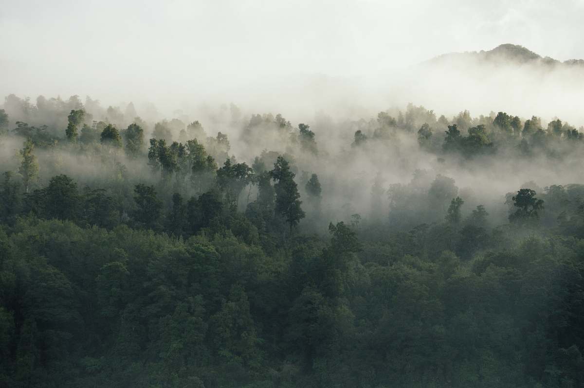 nature green leafed trees covered by fog during daytime fog