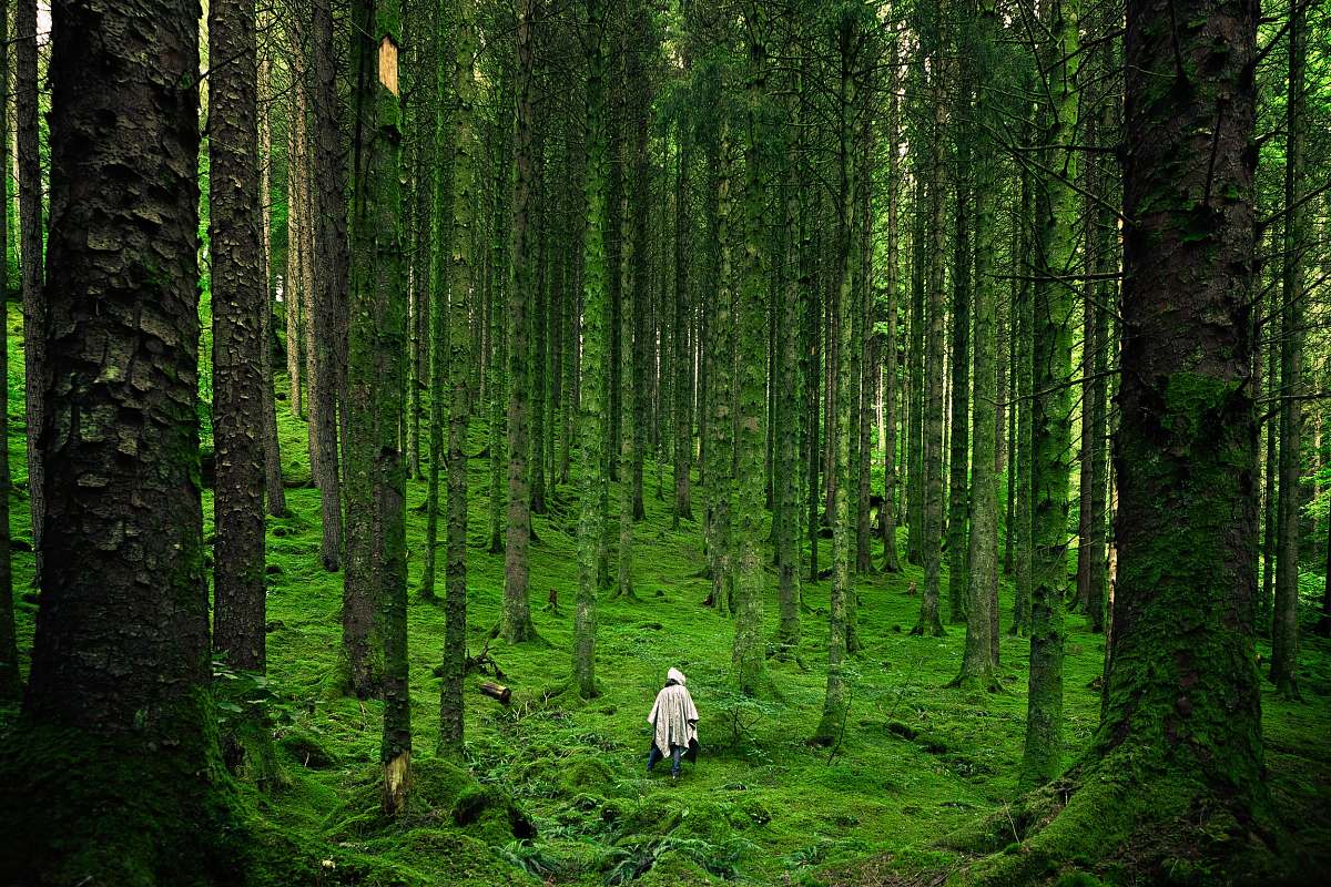 nature person in tree