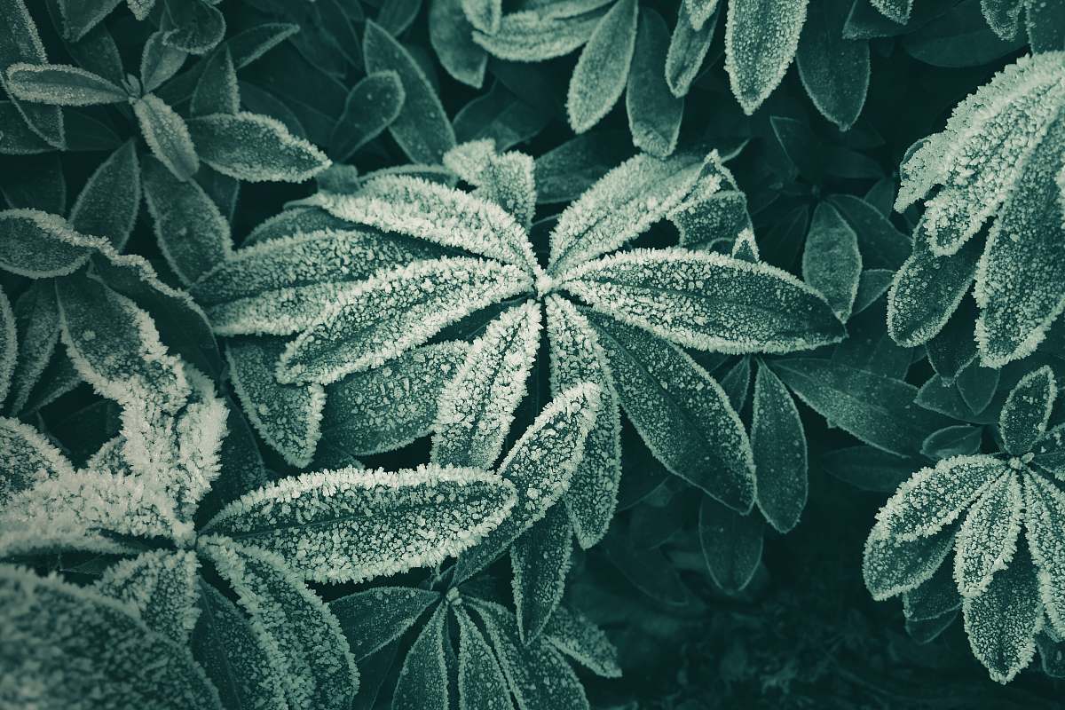 ice close-up photography of green leaf plant leaves snow