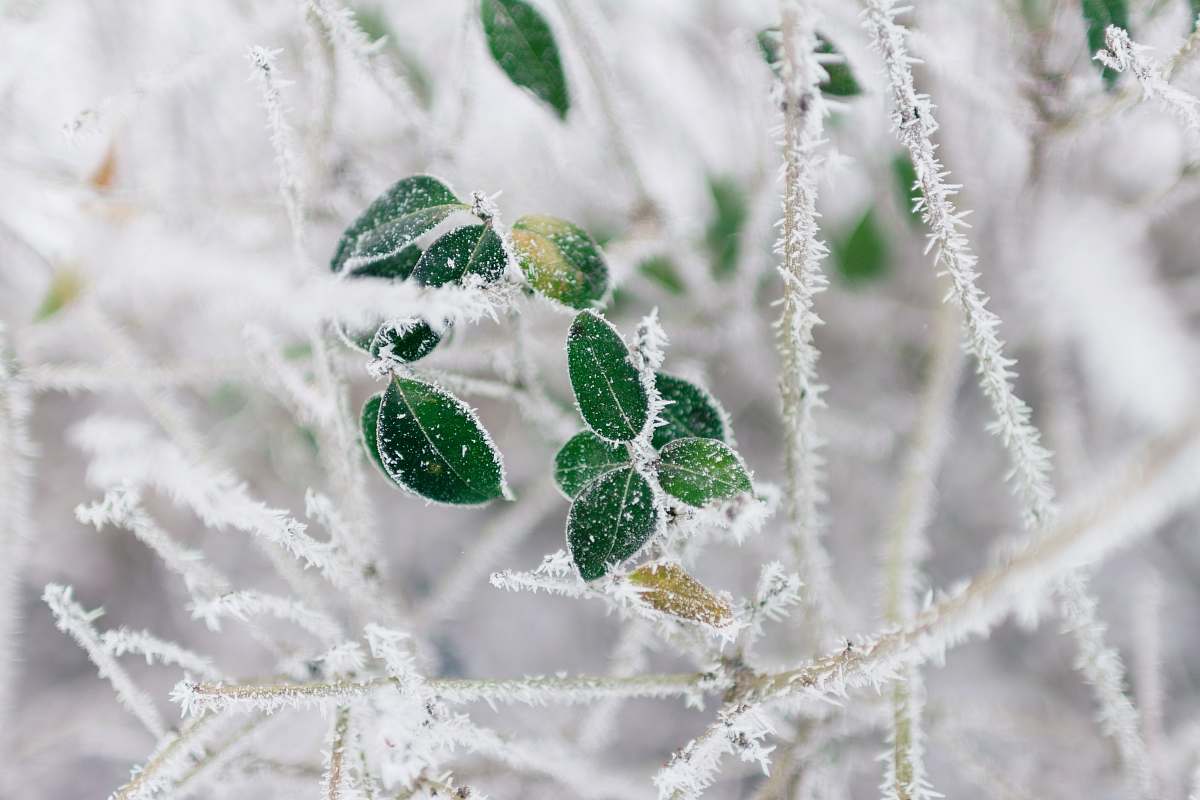 ice selective focus of frozen leaves winter