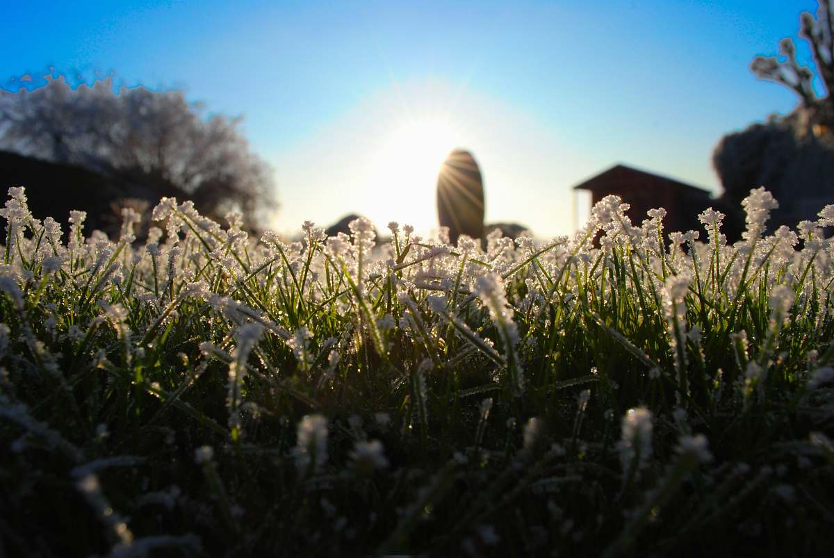 grass shallow focus photography of white and green plant outdoors
