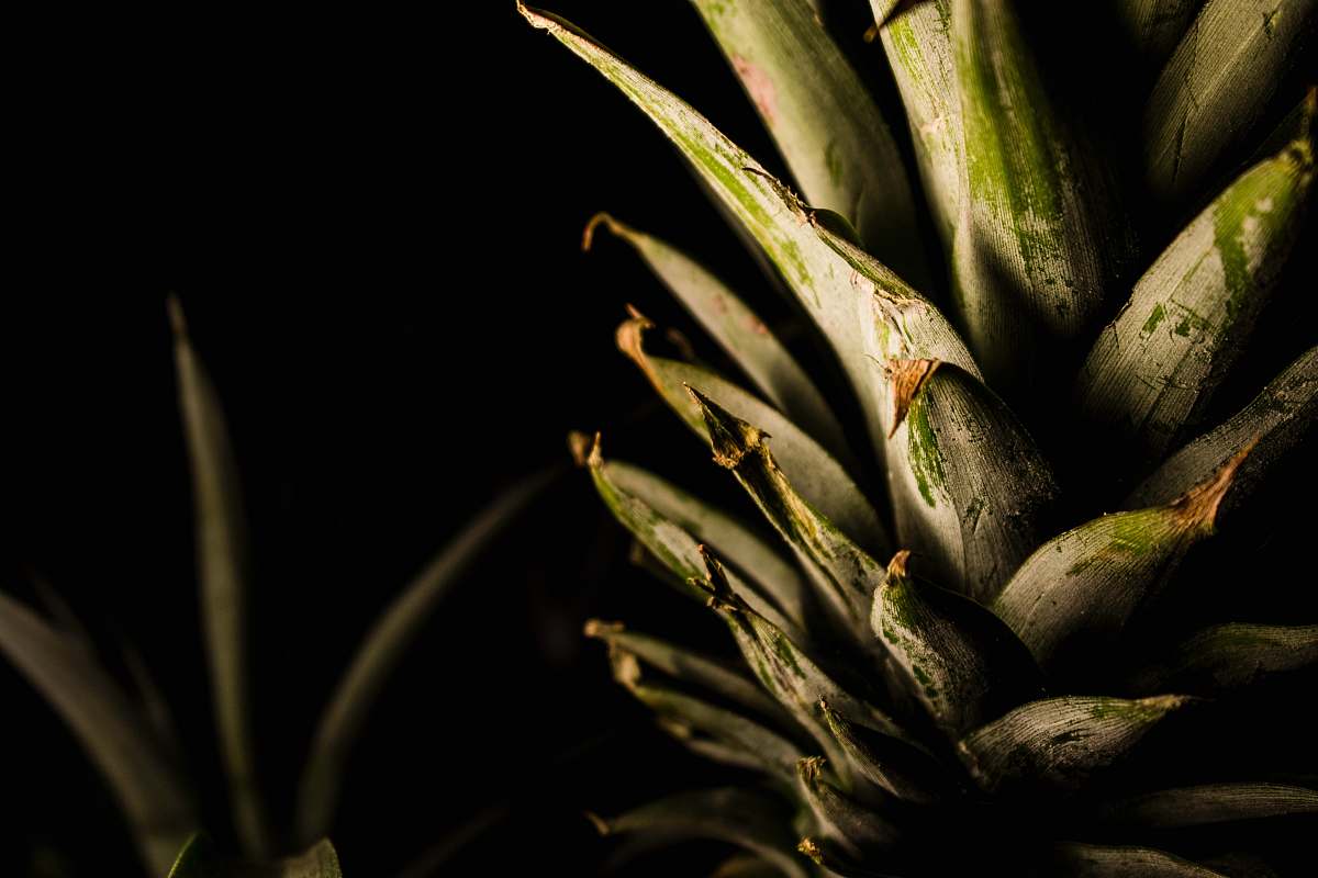 pineapple pineapple fruit morelia