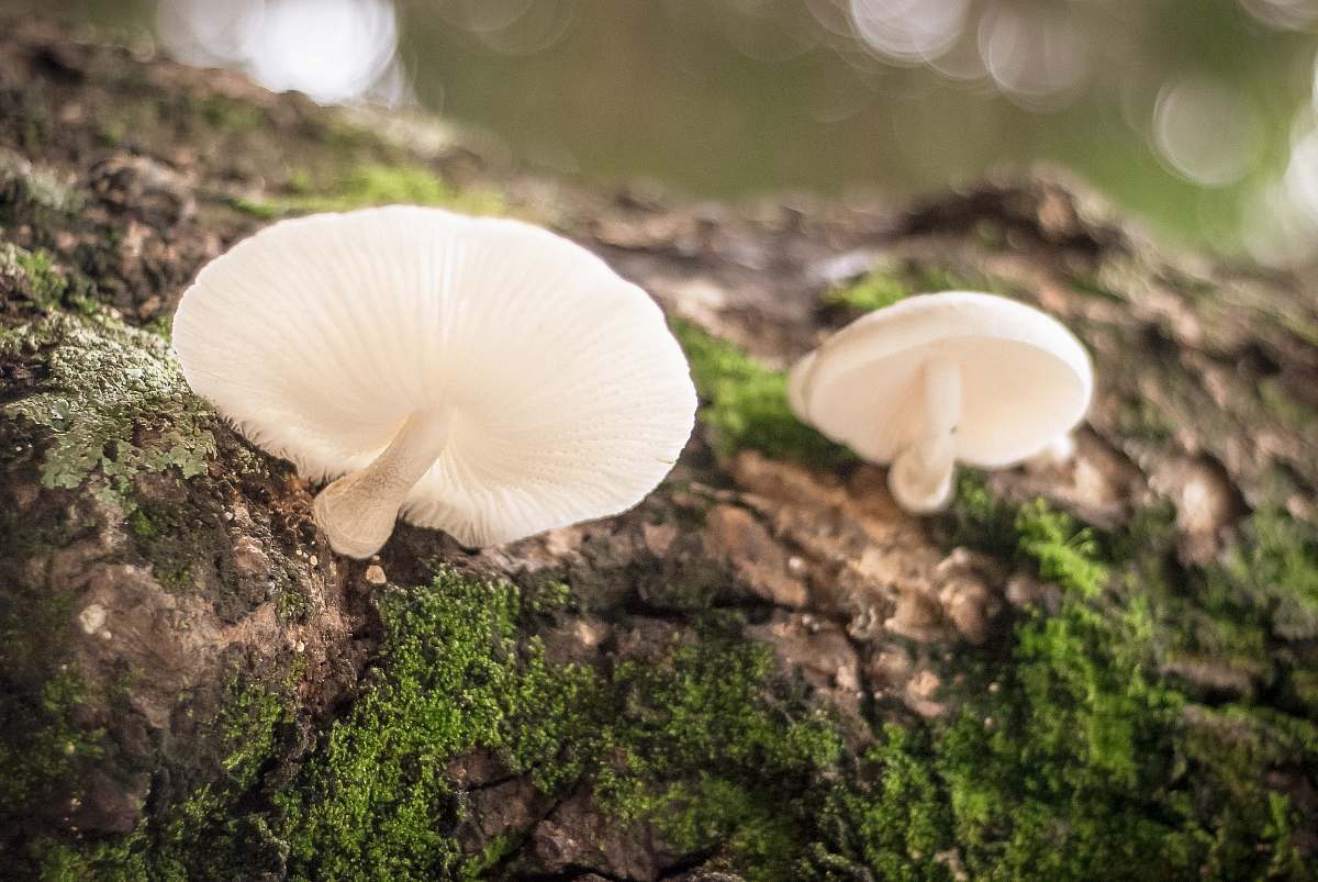 flora closeup photography of two white mushrooms jar