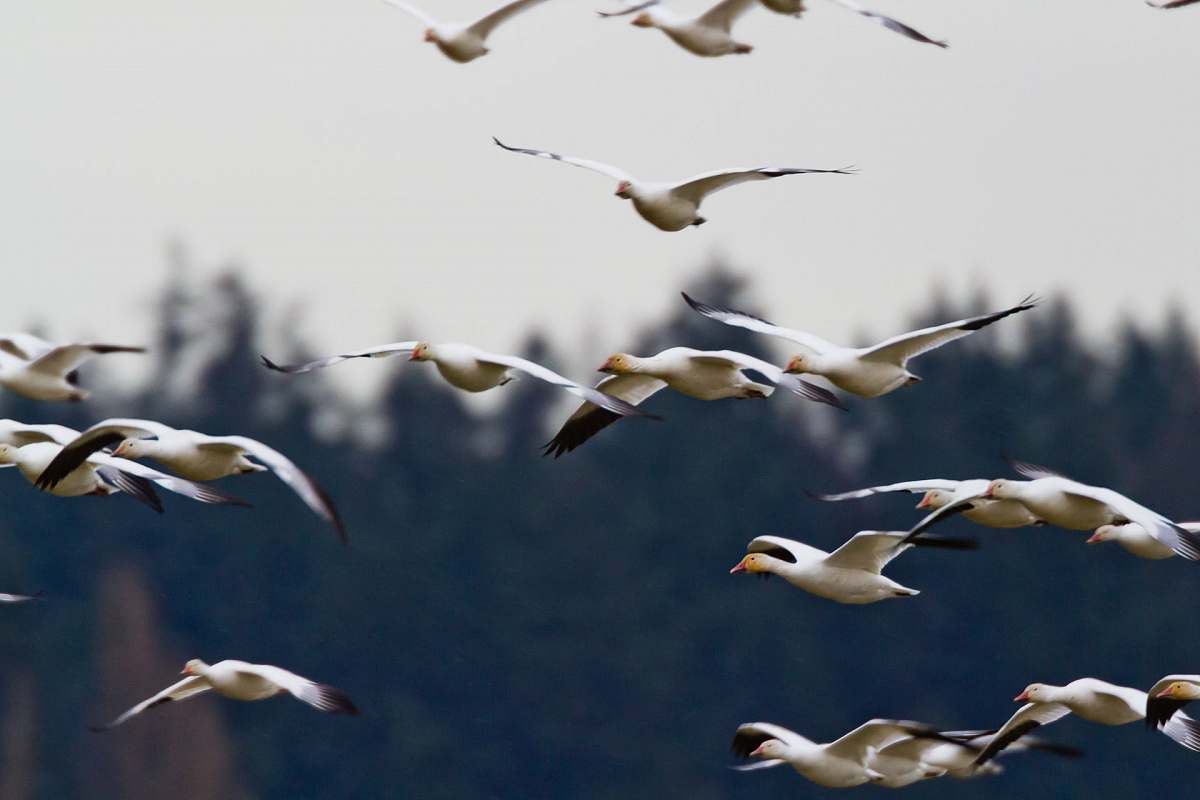 bird flock of seagull during daytime birds