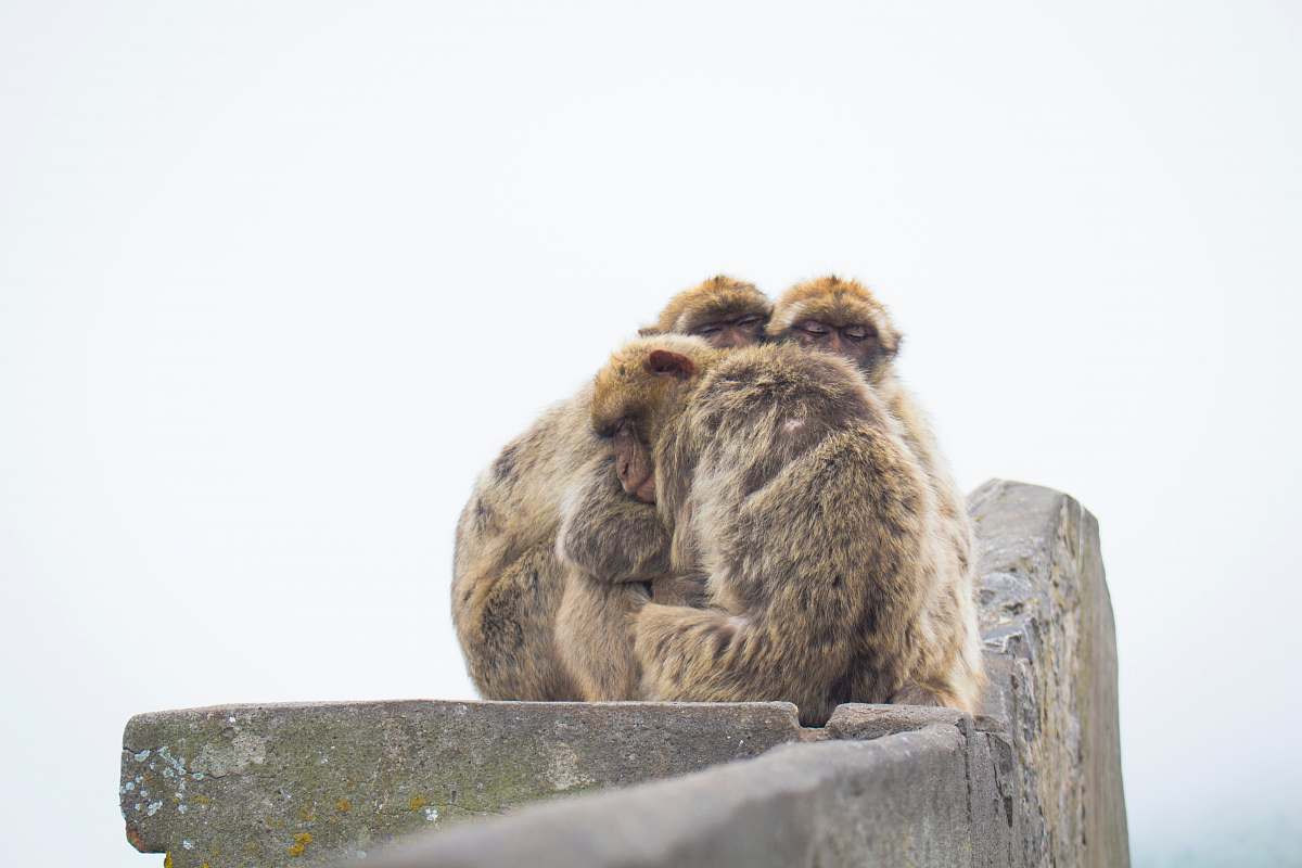 primate shallow focus photography of brown monkey hugging each other family
