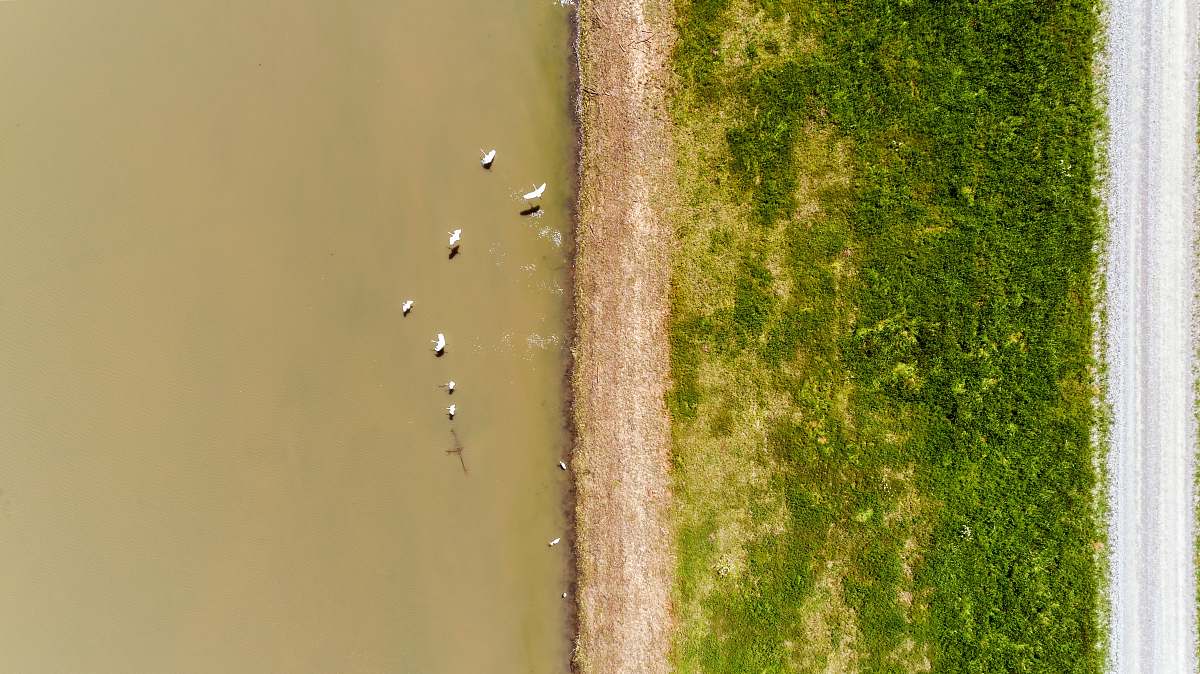 flood aerial photography of ducks on body of water birds