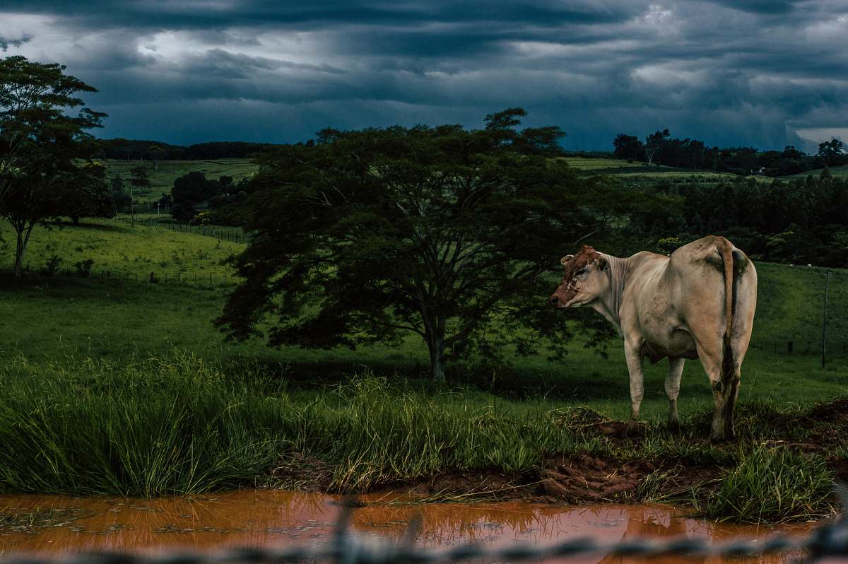 cow brown cow on grass field near tree water