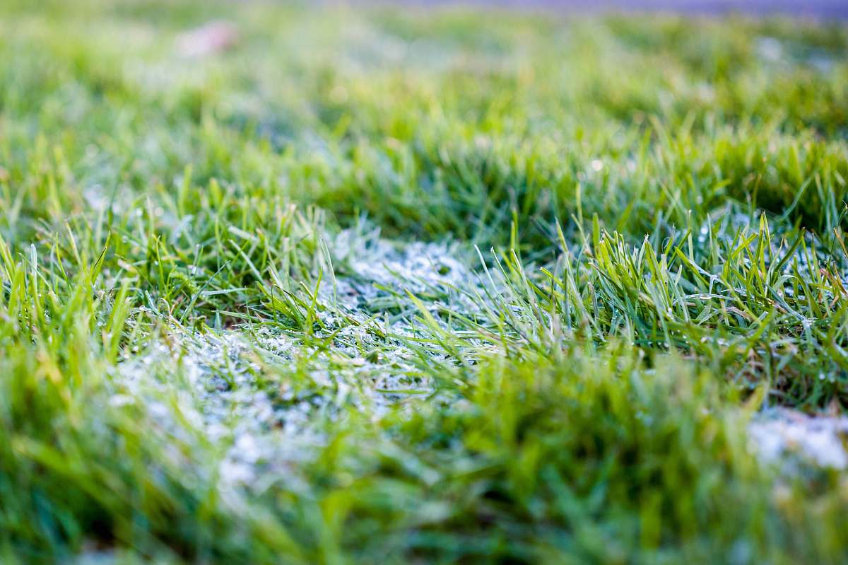 green closeup photo of green grass field flora