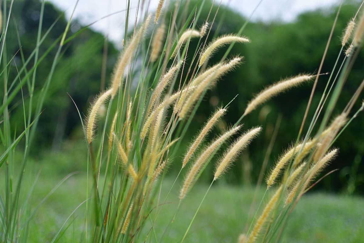 plant selective focus photography of green-leafed plants lawn