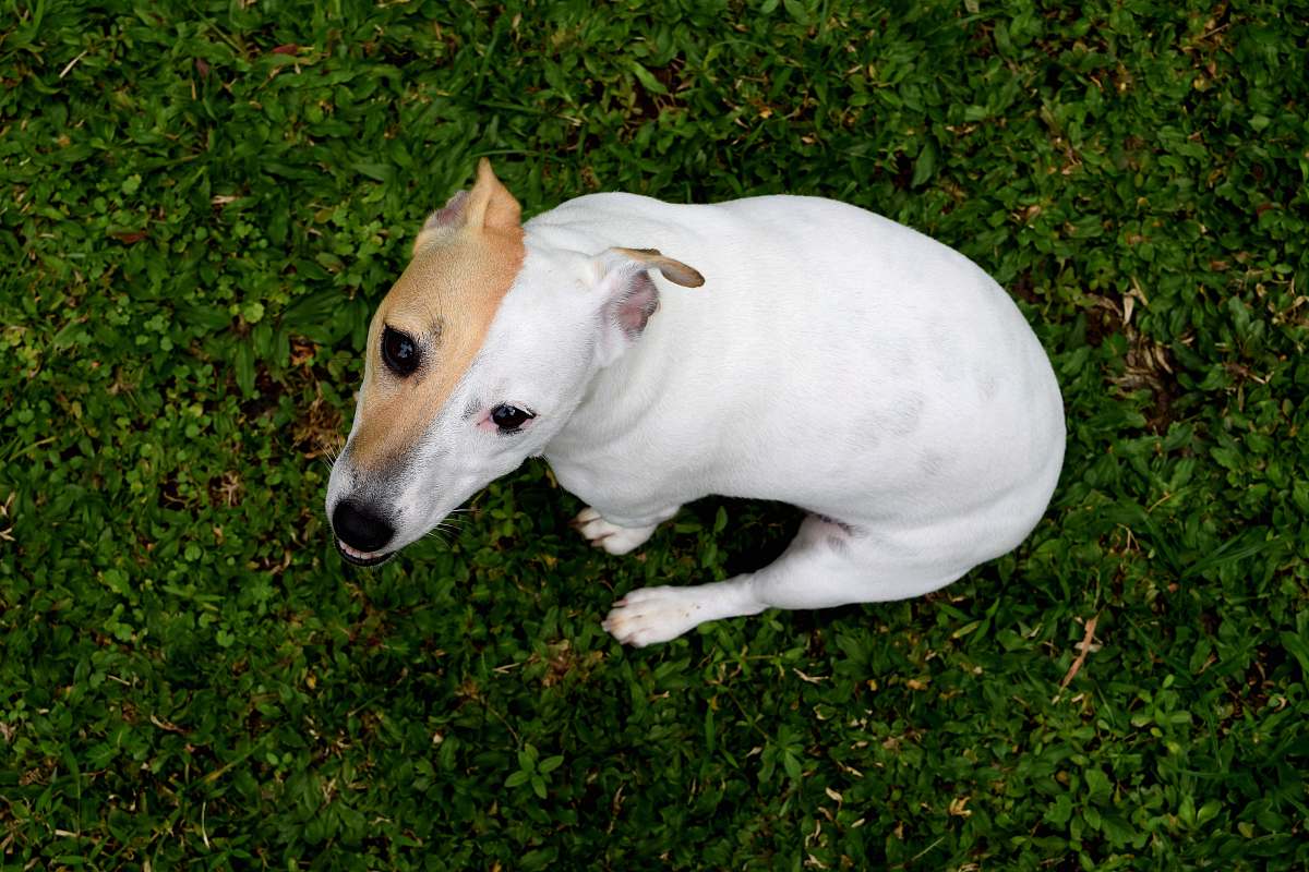 ubud white and orange dog on grass during daytime indonesia