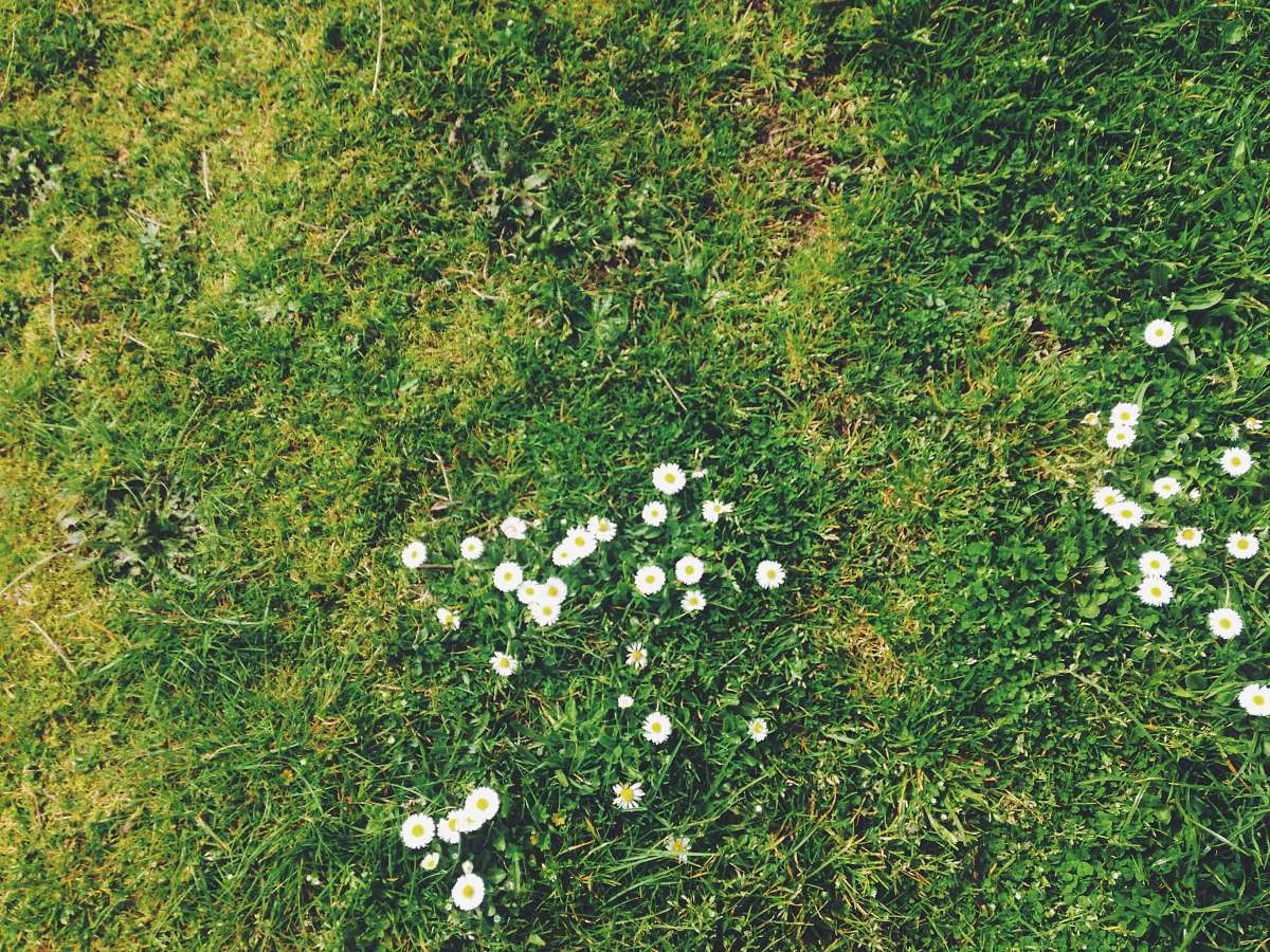 flowers white flower on green grass fiels spring