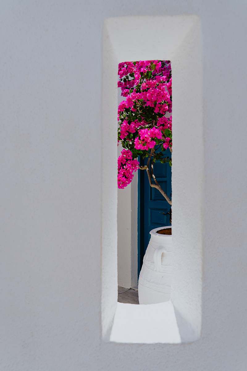 oia pink petaled flowers flower